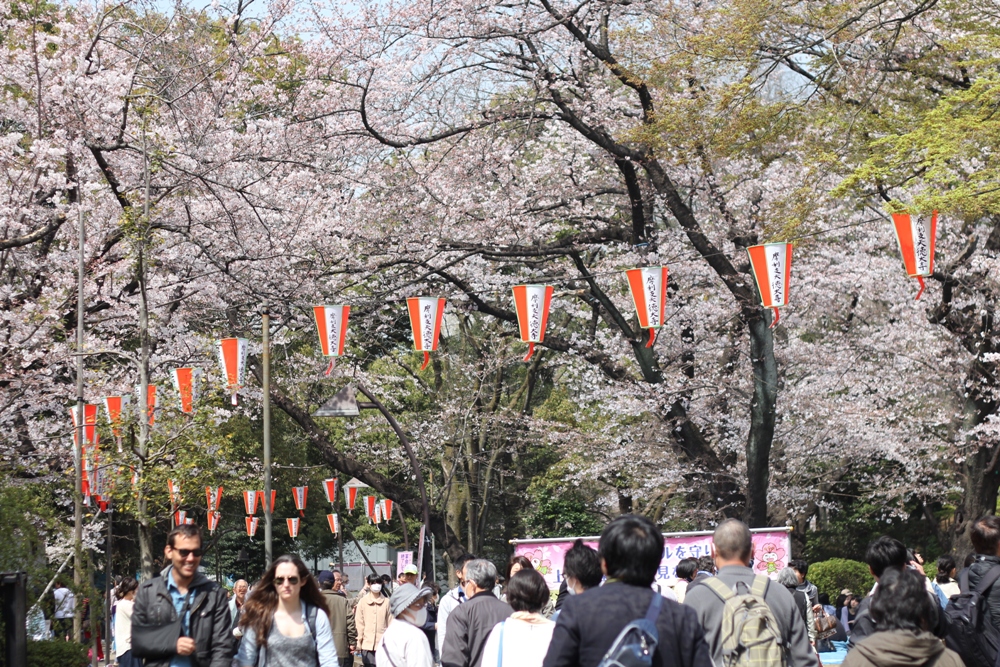 上野　桜